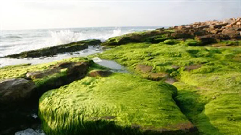 לאצה המצולמת אין קשר לאמור בכתבה...