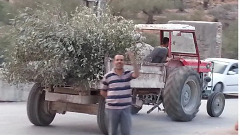 Arab/Leftist Olive Tree Vandals