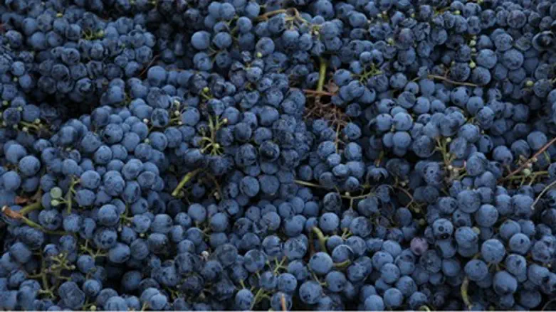 Виноград. Иллюстрация