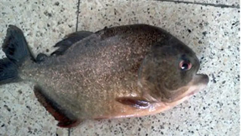 דג פירנאה מסוכן