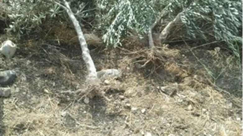 זית שנעקר במטע של מדר