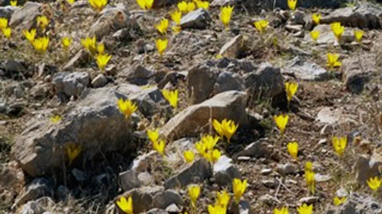 חלמוניות במדבר