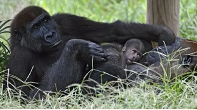 גורילות חדשות