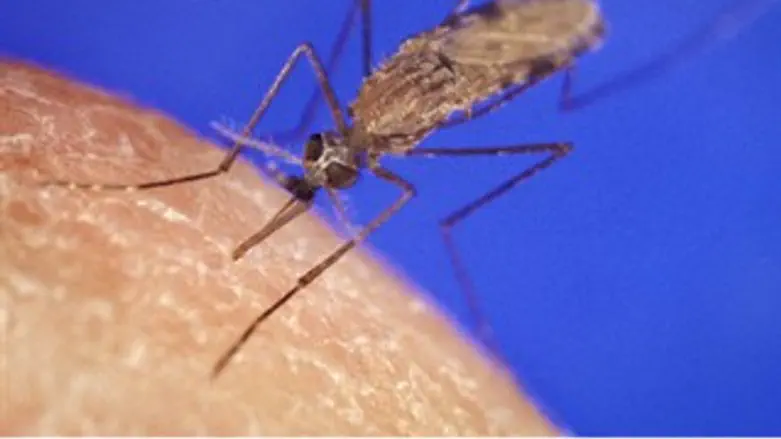 יתוש האנופלס