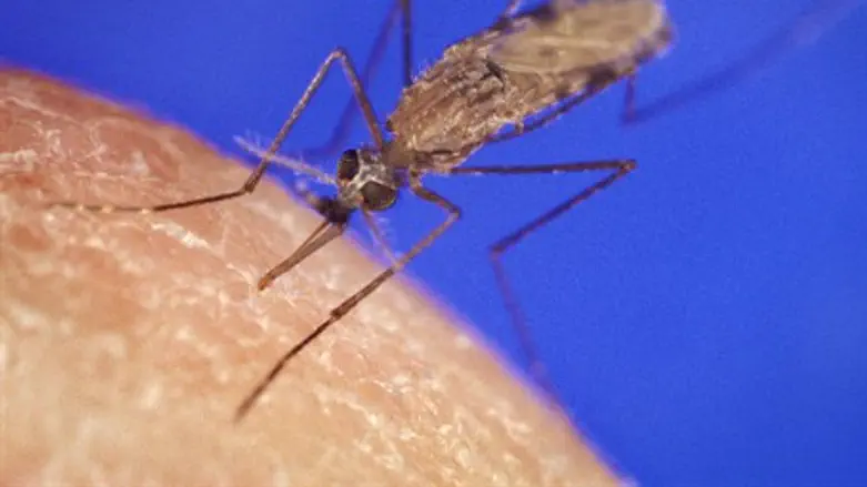 Комар - разносчик заразы. Иллюстрация