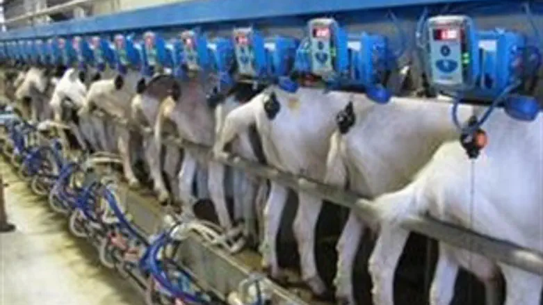 מתקן חליבה. ארכיון