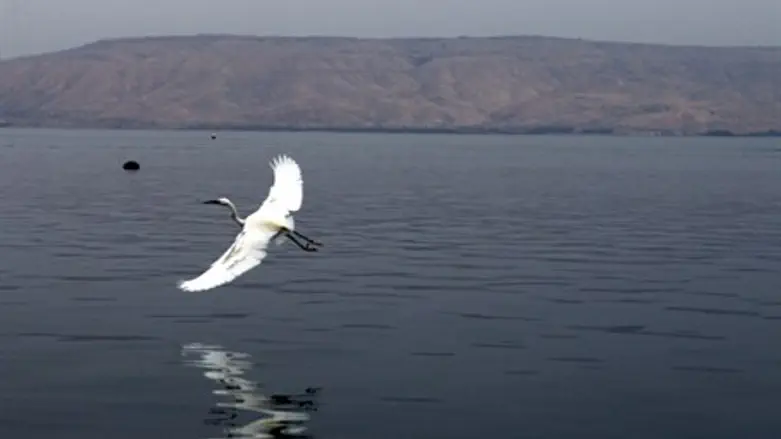 Кинерет. Иллюстрация