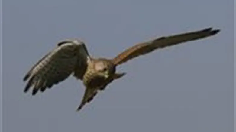 אגם ברוך ציפורים