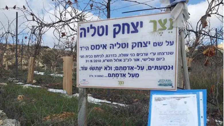 Tree 'expulsion' order at Netzer in Gush Etzi