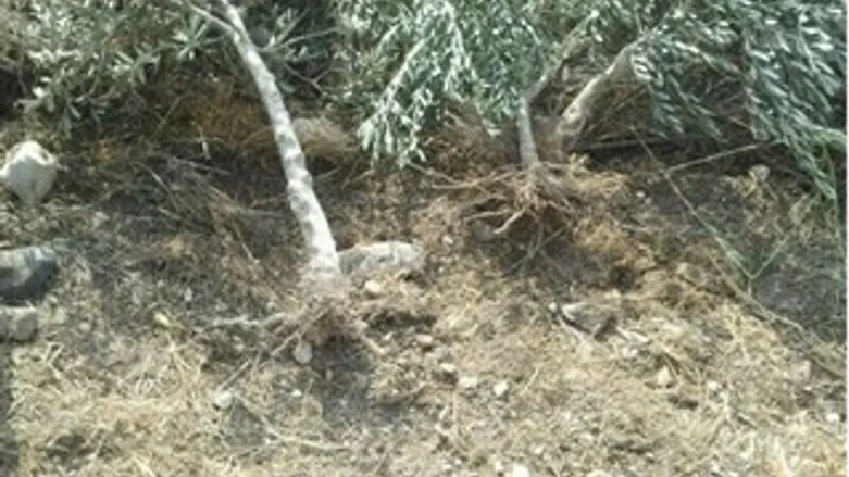 עצי זית כרותים