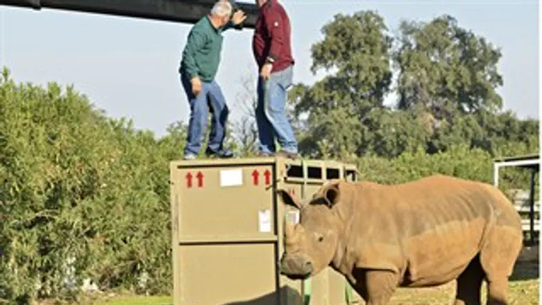 הקרנפה החדשה