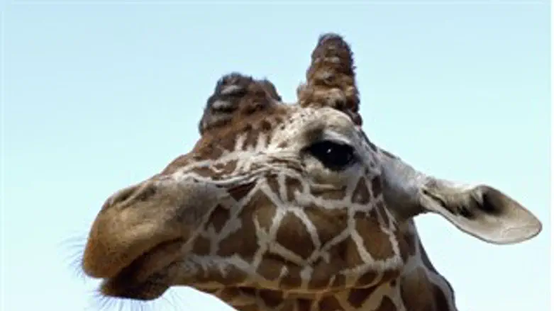 דובל'ה הג'ירף.