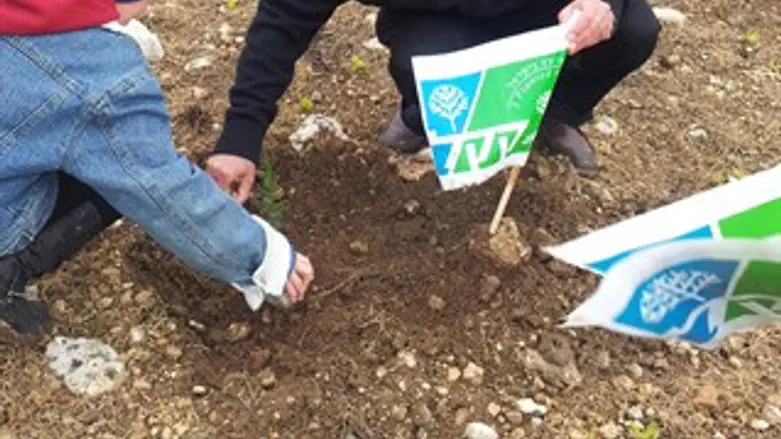 נטיעות ביער