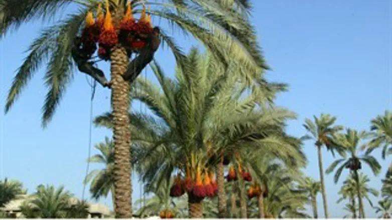 תרגיעו את הדקלים. יש פתרון לחיפושית