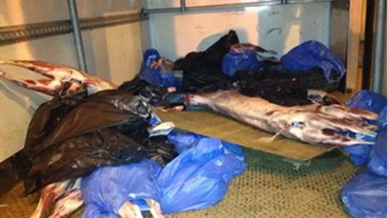 הבשר המוברח