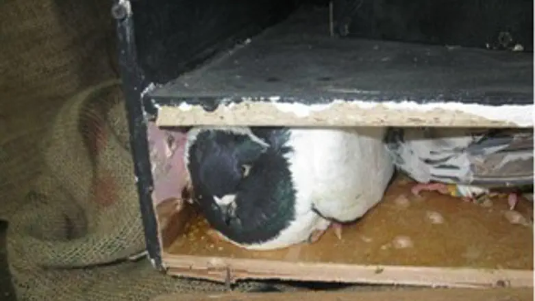 מי מבריח יונים?