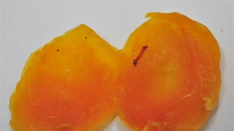 תולעת תולעים פירות טו בשבט