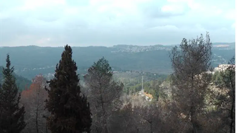 Jerusalem Forest