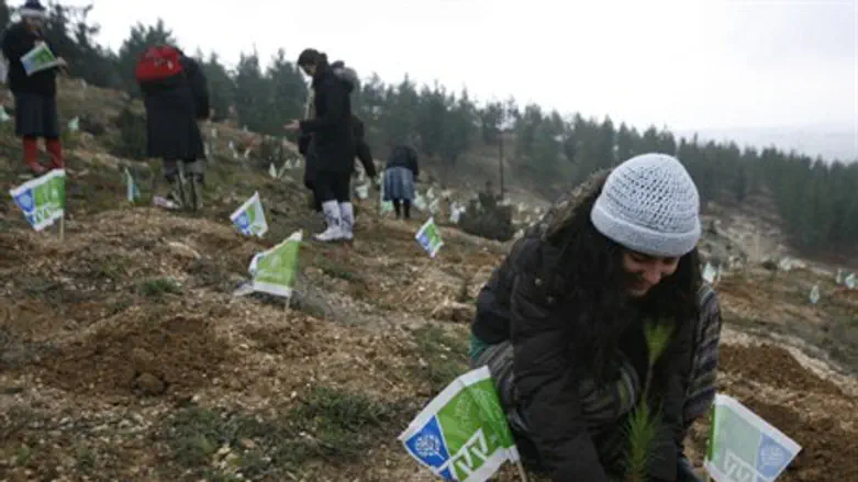 Planting Trees on Tu B'Shevat