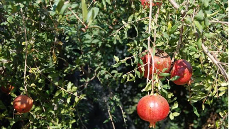 Pomegranates growing in a private garden in G