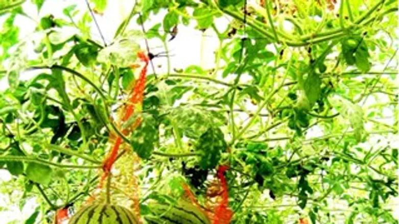 אבטיחים תלויים