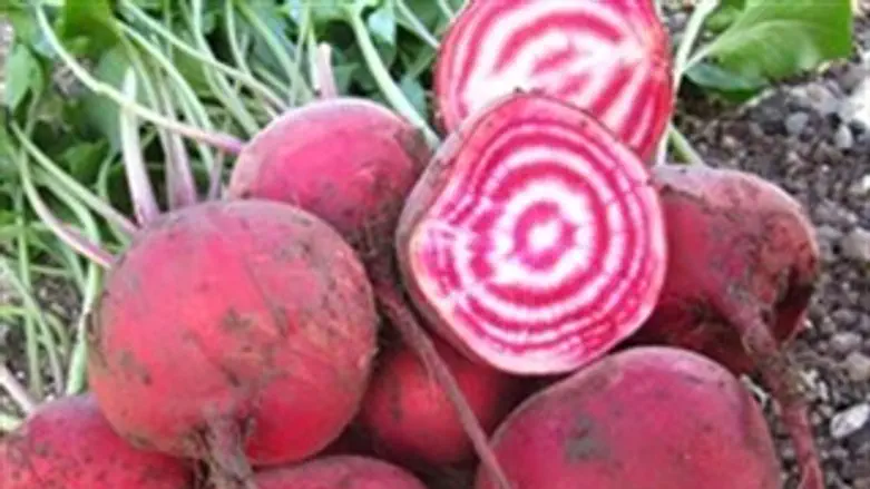 זו לא סוכריה, זה סלק...