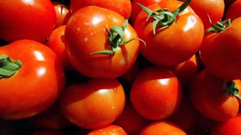 בדרך למטבוחה