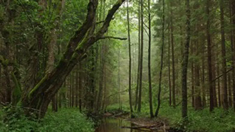 אחת התמונות שנבחרו