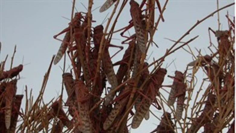 ארבה בישראל בשנת 2004