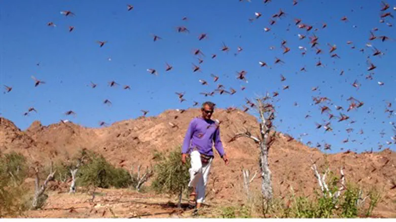 The eighth plague (illustration)