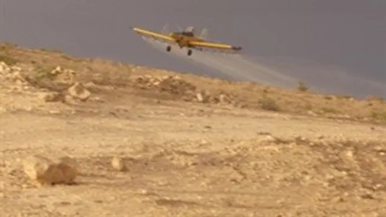 ריסוס הארבה