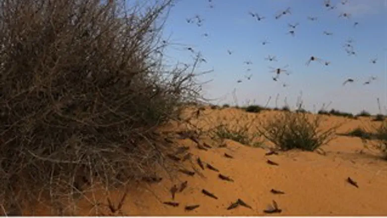 ארבה בשנת תשע"ג