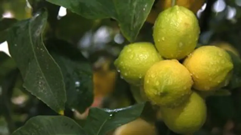לימונים. ארכיון