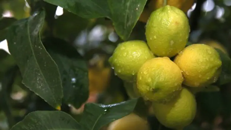 Lemon tree