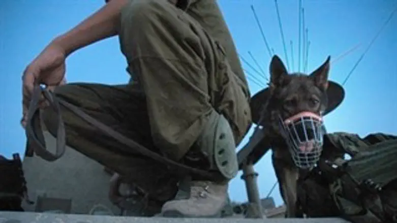 לוחמי עוקץ. אילוסטרציה