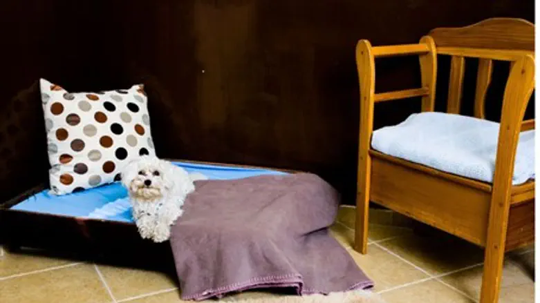 David Sidman K-9 water rescue training