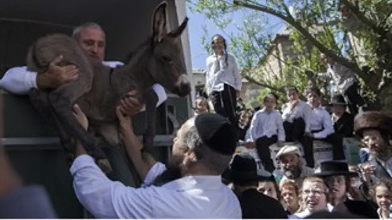 חמור בירושלים