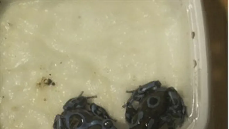 הצפרדעים הארסיות שנתפסו