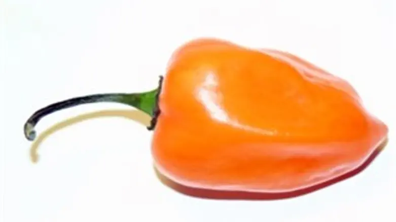 ראו הוזהרתם. הבנרו