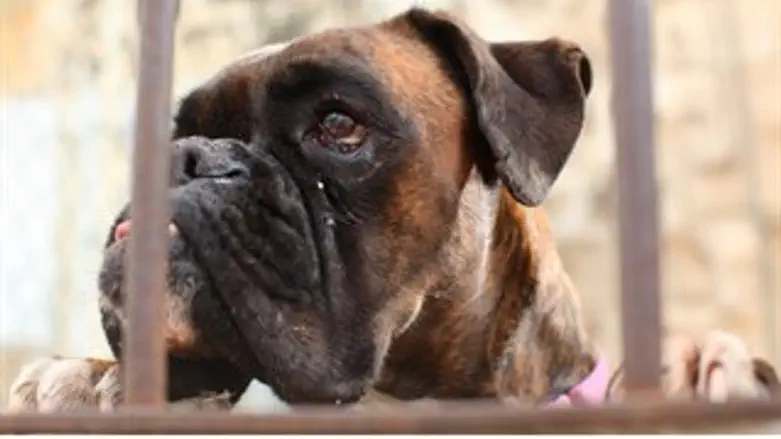 סכנה על ארבע