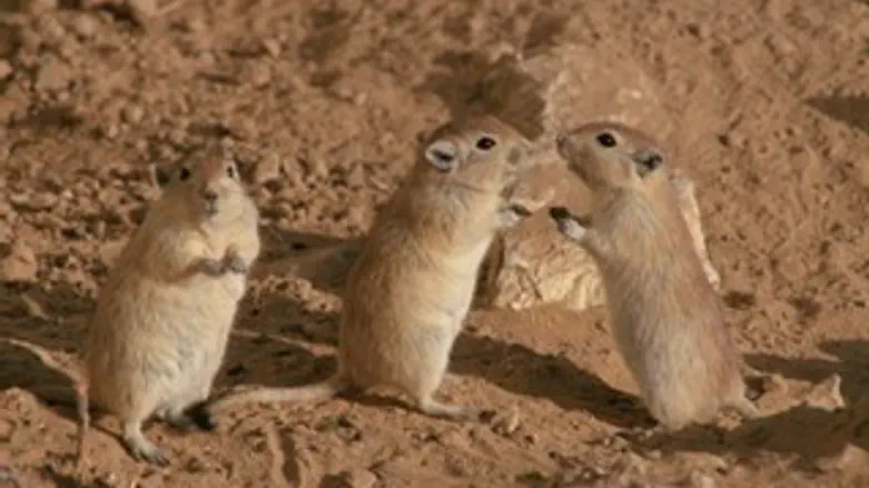 עכברים. אילוסטרציה