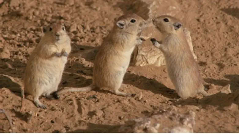 Мыши (Иллюстрация)