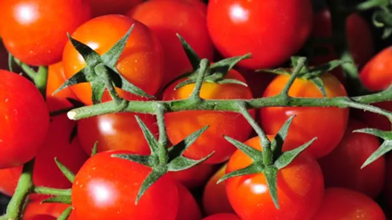 משגעות את הלזניה