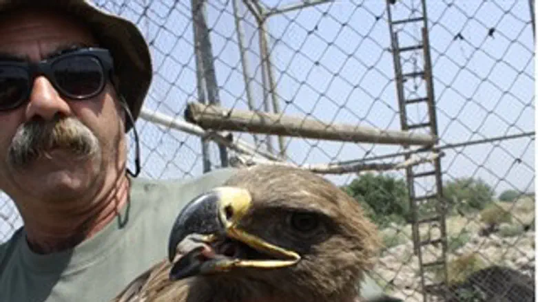 עיט הערבות בידיו של שמוליק