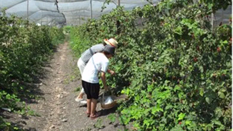 פטל בעמק יזרעאל