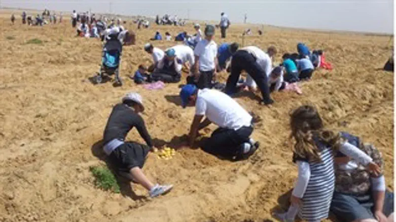 "קטיף" תפוחי אדמה