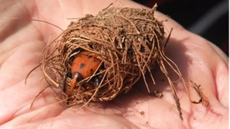 החדקונית בוקעת מפקעת