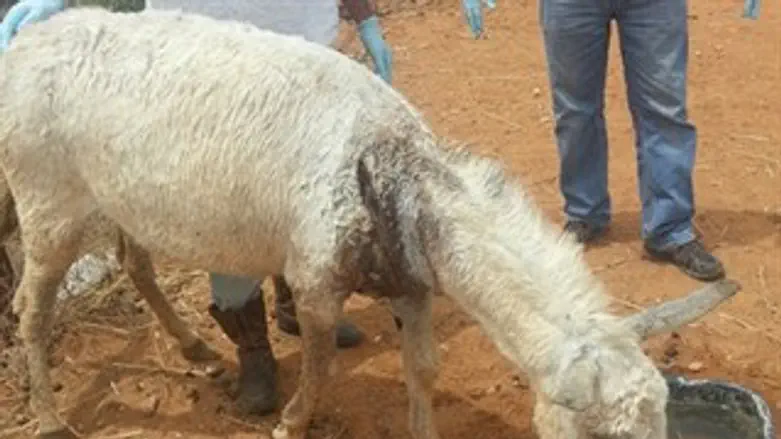 האתון הפצועה