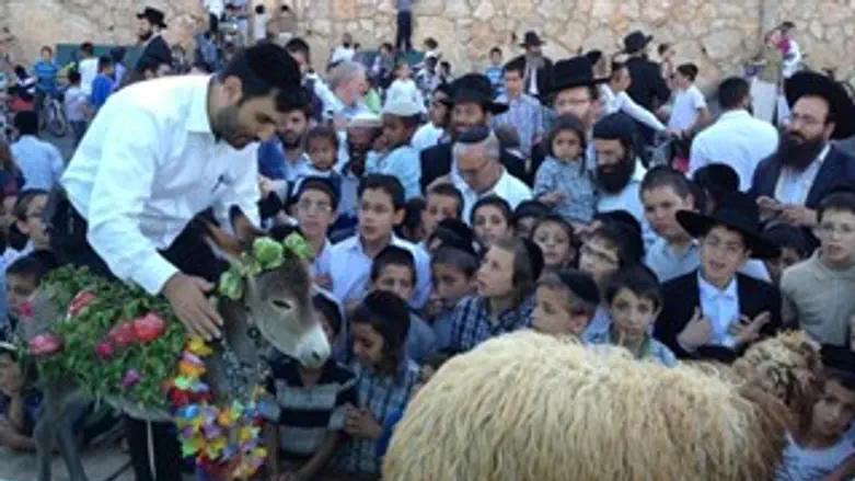 פדיון פטר חמור בתל ציון