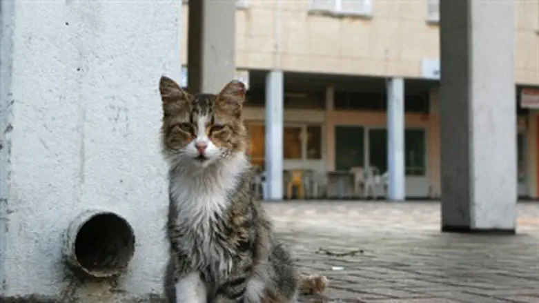 Кошка (Иллюстрация)
